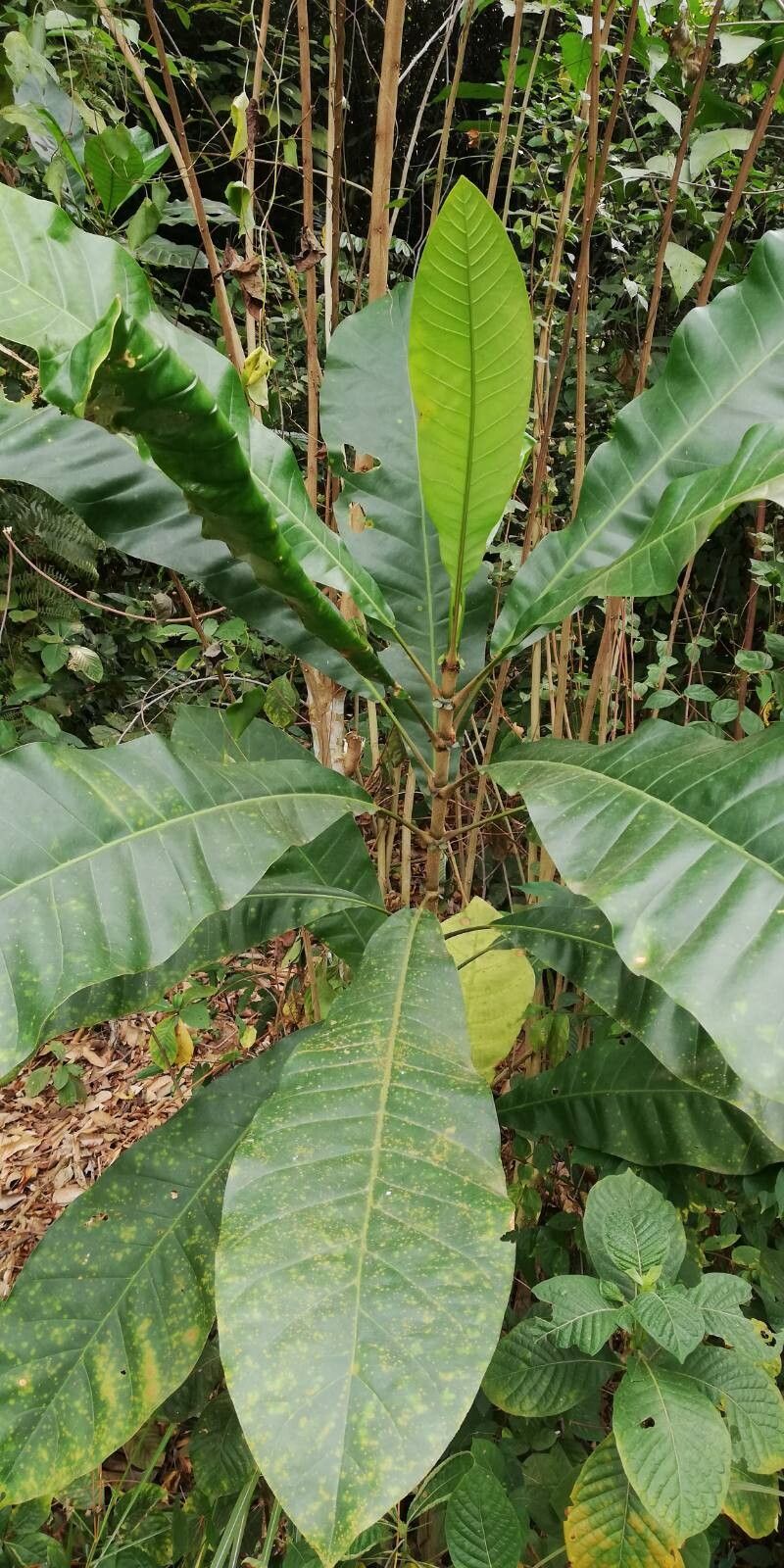 Anthocleista schweinfurthii leaf