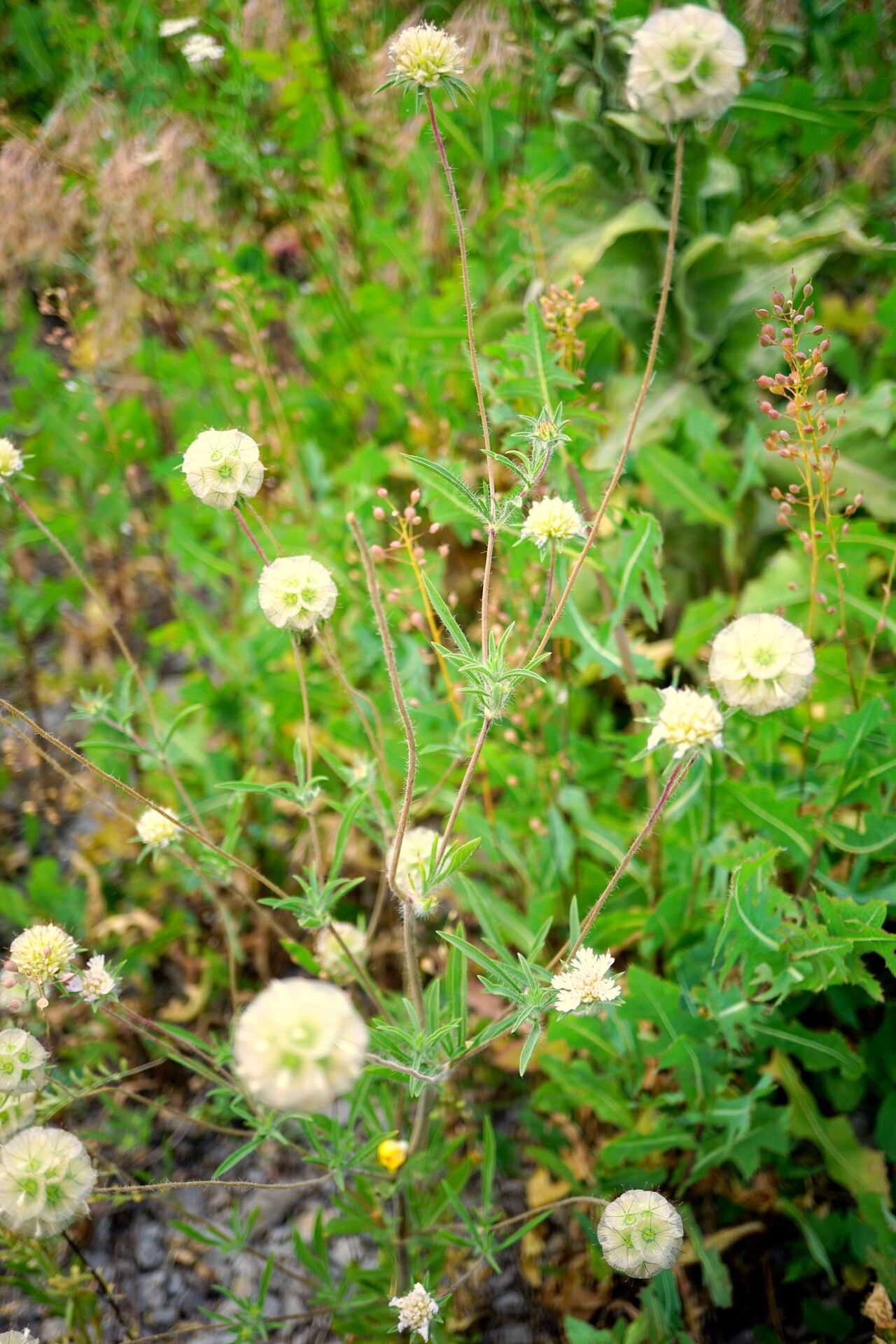 Scabiosa hispidula habit