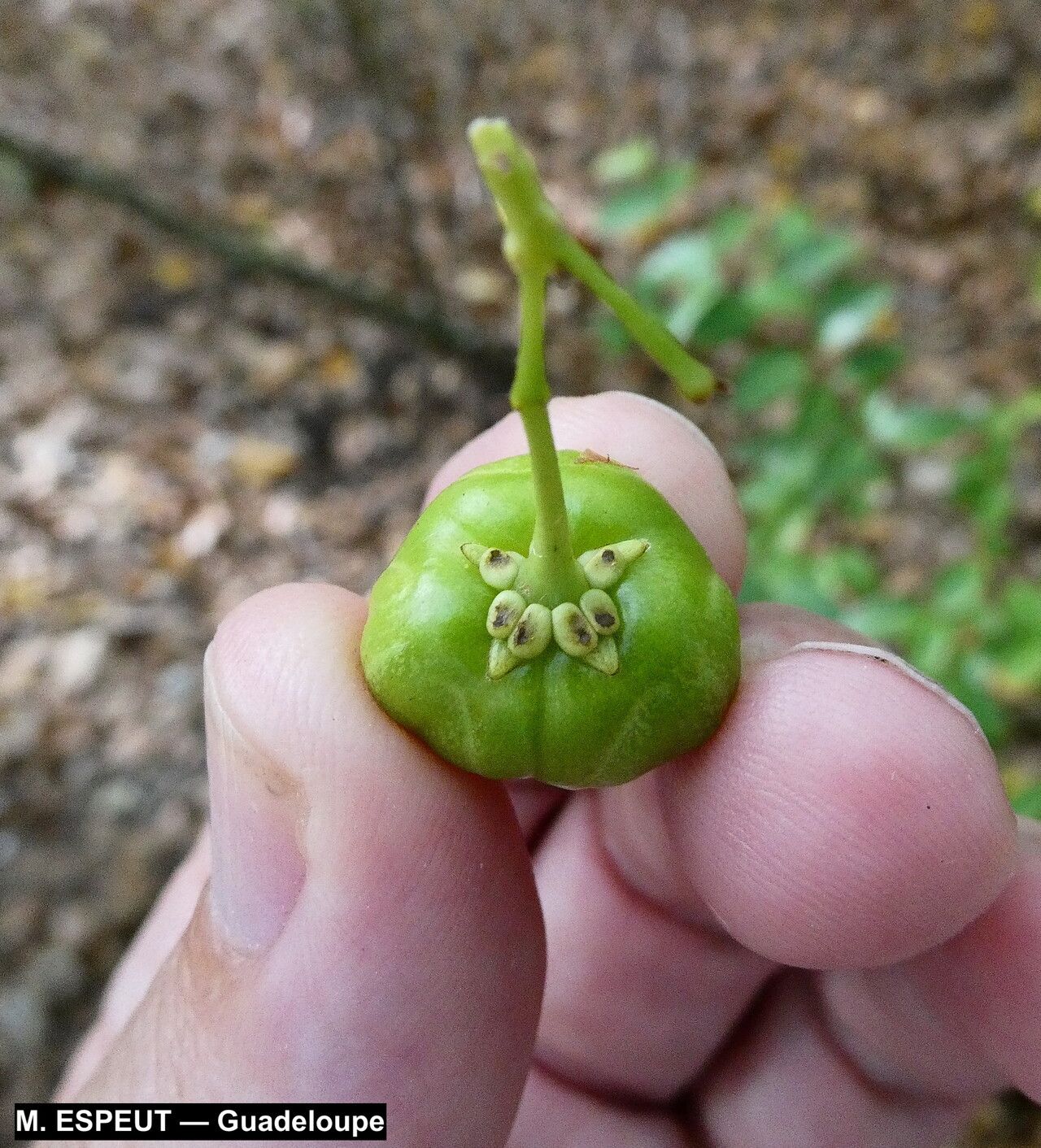 Malpighia martinicensis fruit