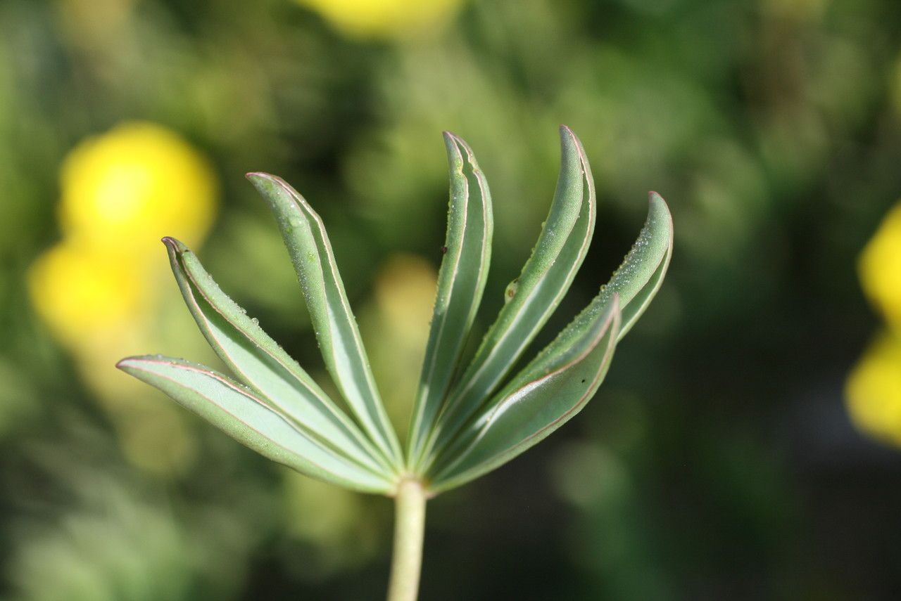 Oxalis flava leaf