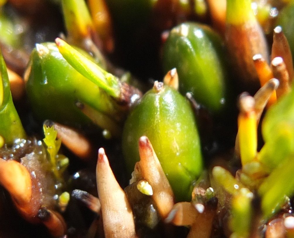 Distichia muscoides fruit