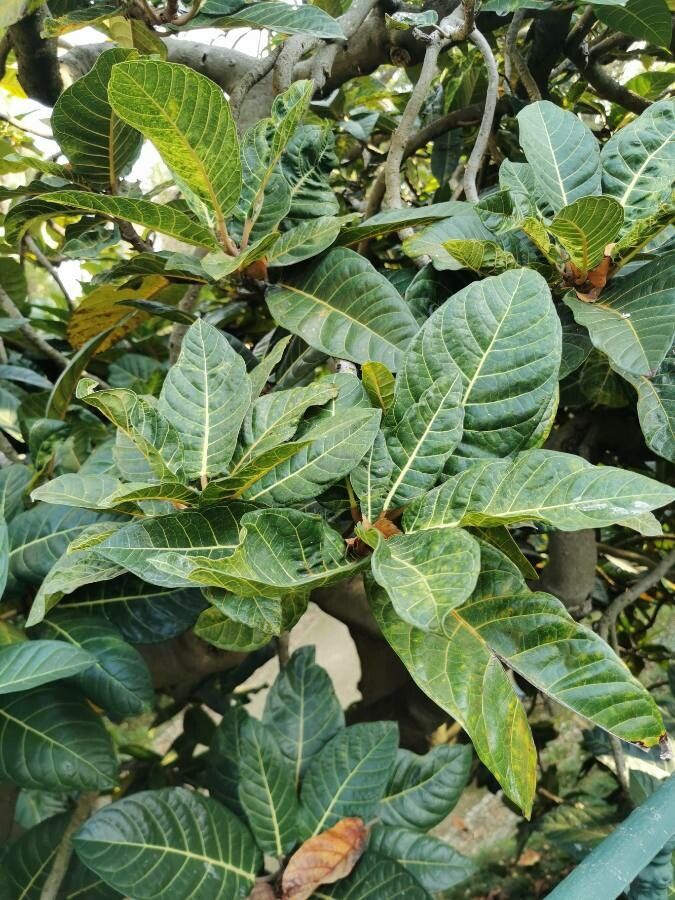 Ficus habrophylla leaf