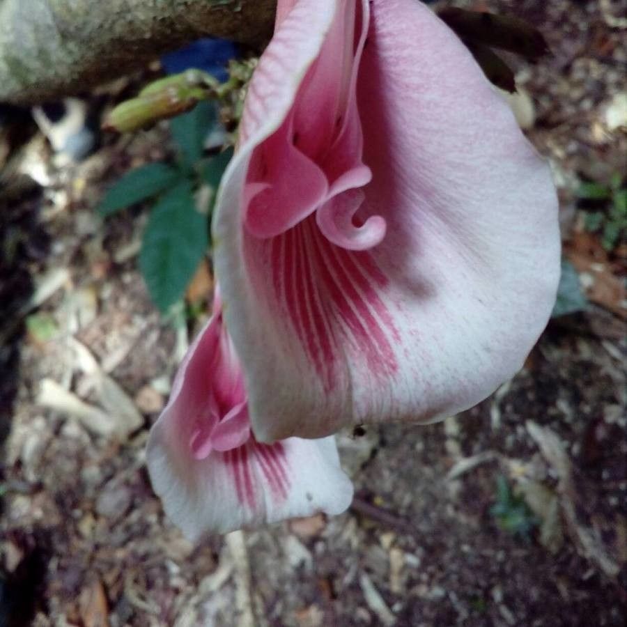 Clitoria javitensis — houseplant care guide