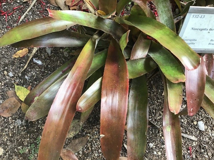 Neoregelia farinosa — search result for 'Brazil'