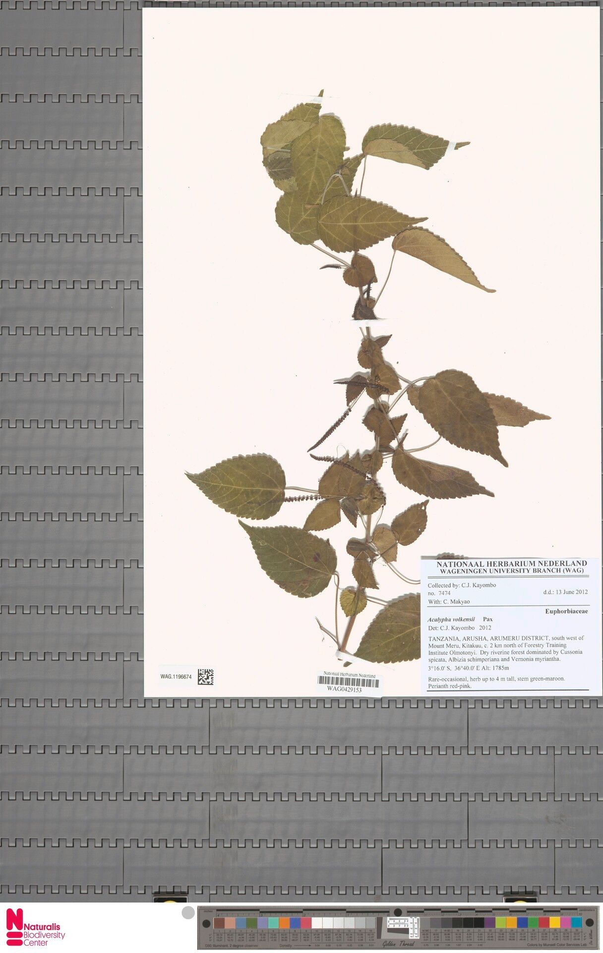 Acalypha volkensii — houseplant care guide