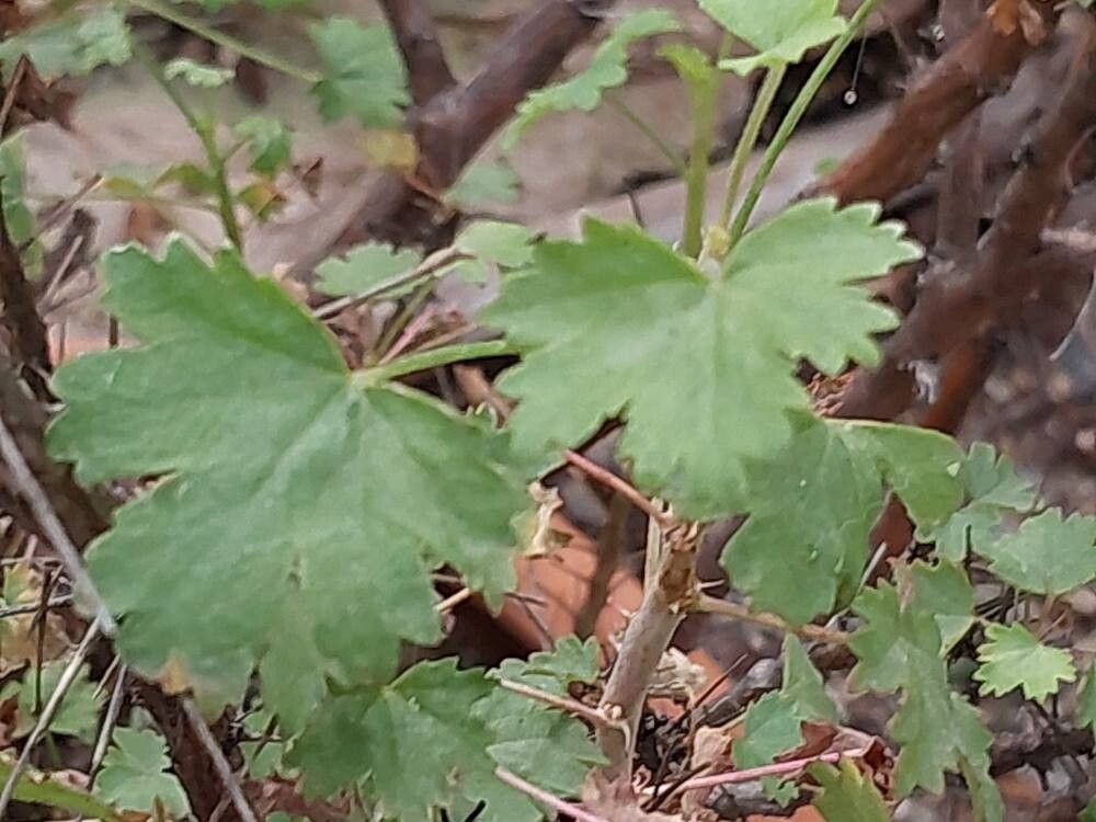 Pelargonium otaviense leaf