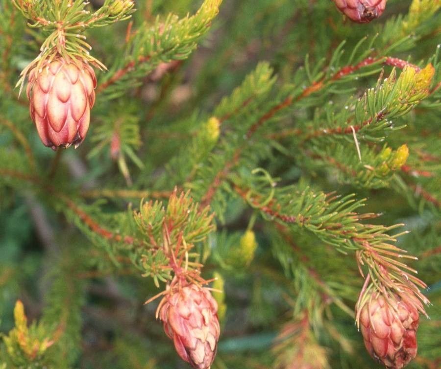 Protea nana — search result for 'Protea'
