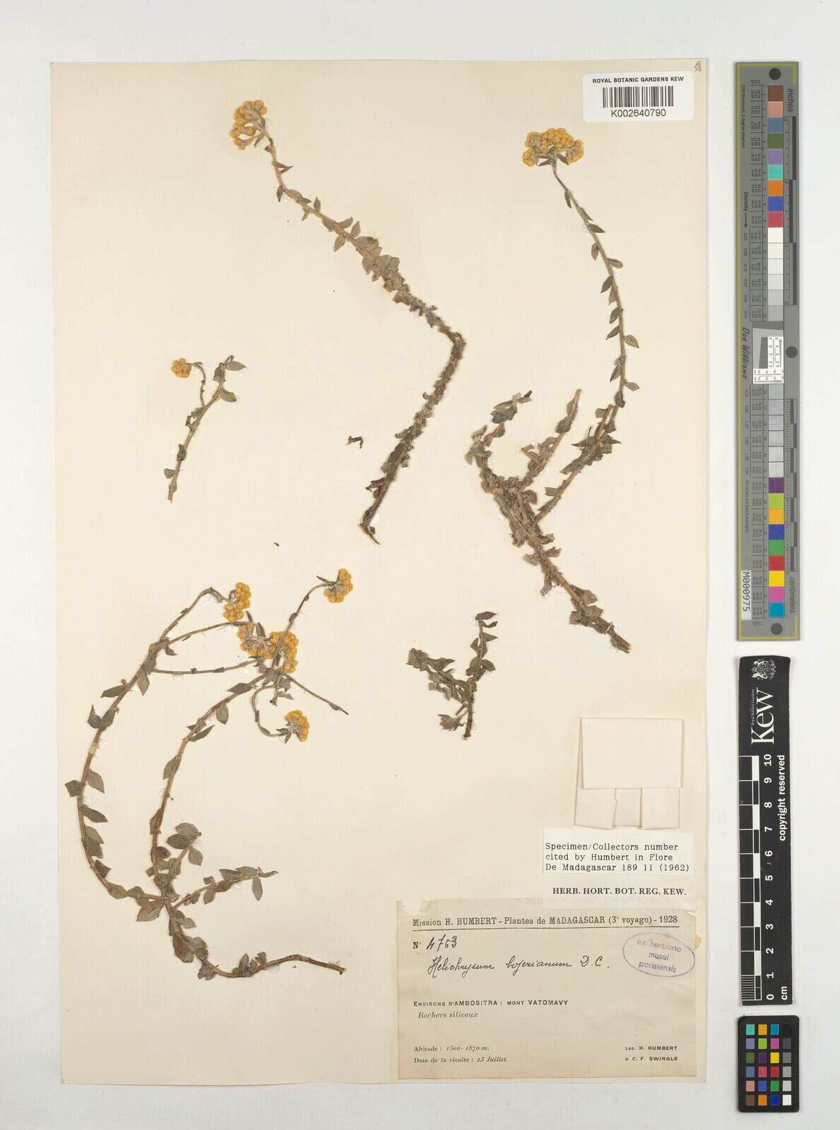 Helichrysum bujerianum — houseplant care guide