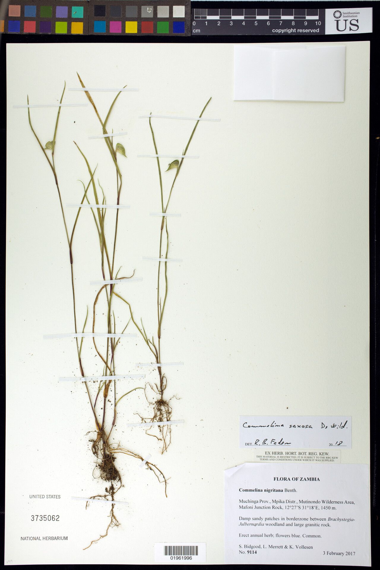 Commelina saxosa — houseplant care guide