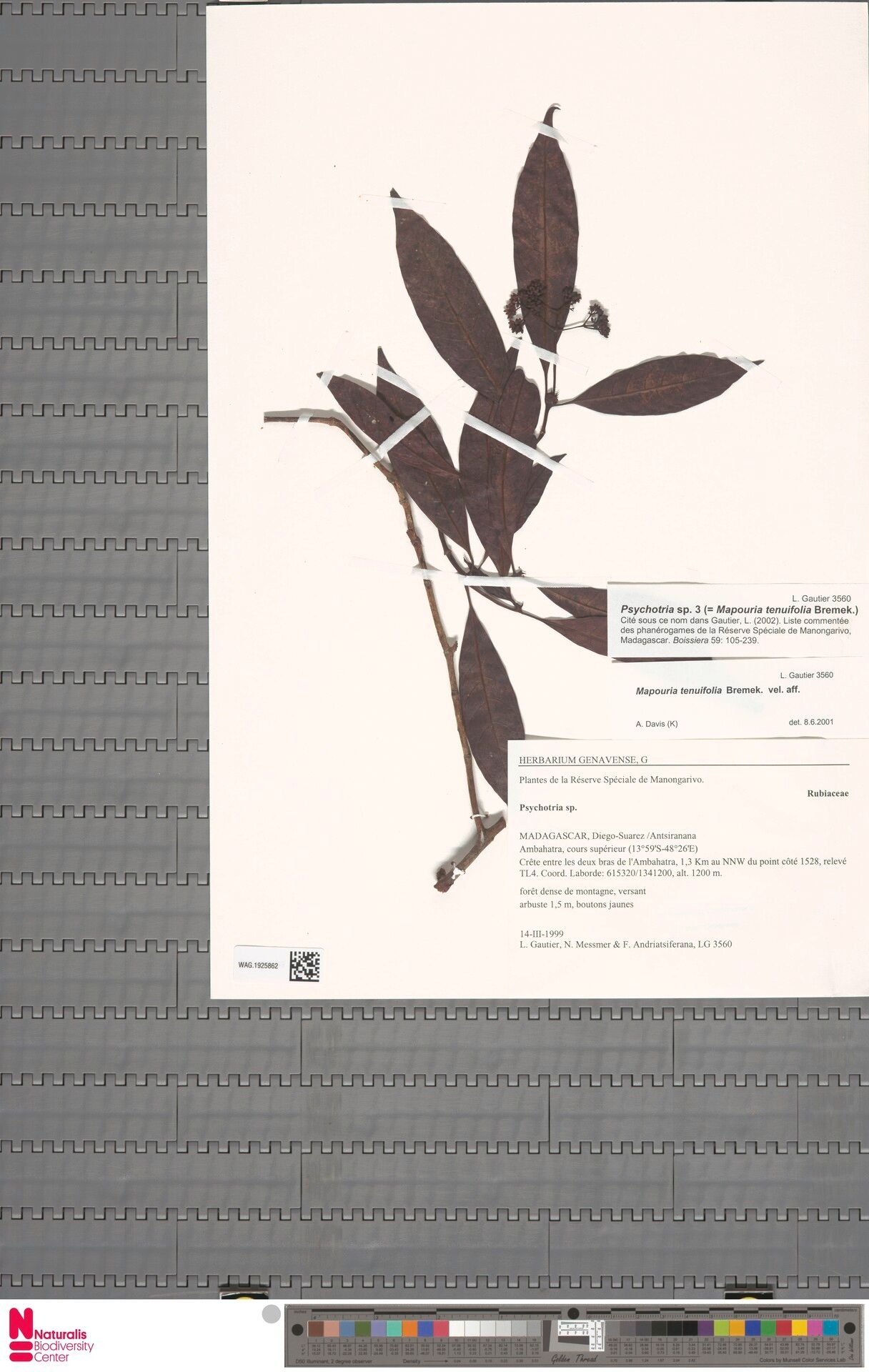 Psychotria ruhsamiana — houseplant care guide