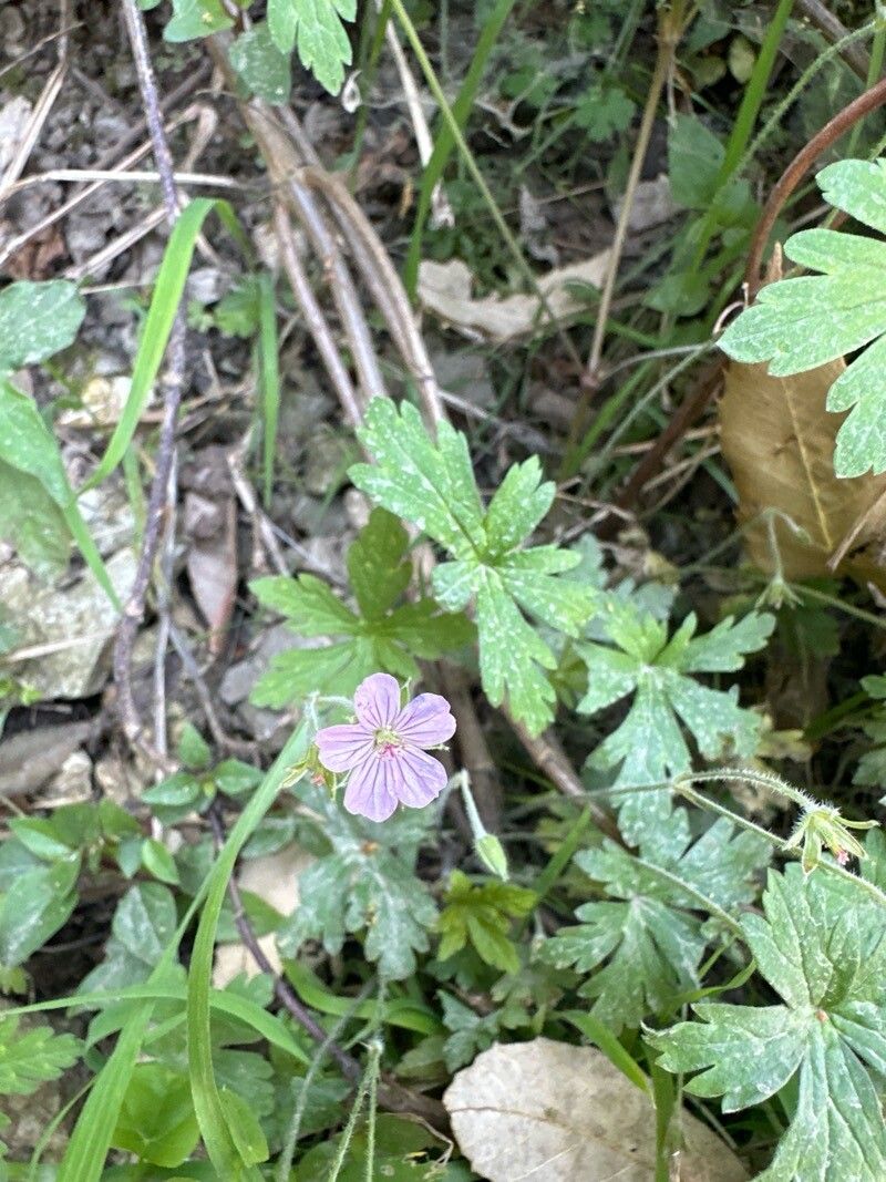 Geranium divaricatum flower