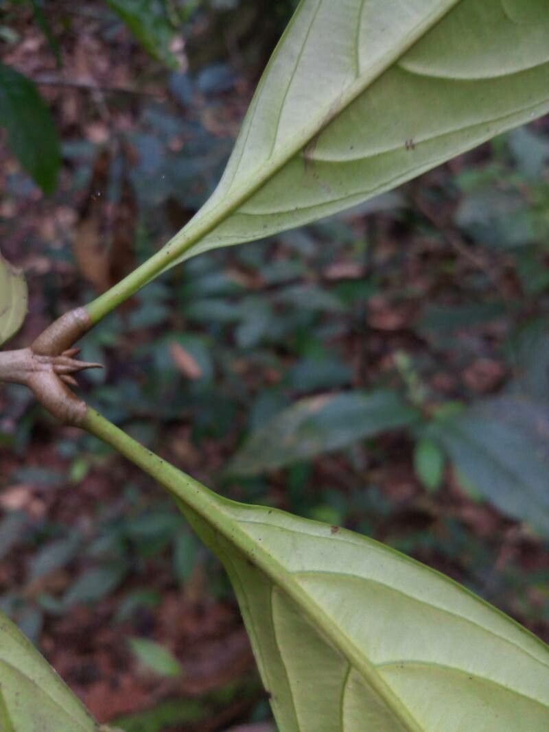 Quiina integrifolia leaf