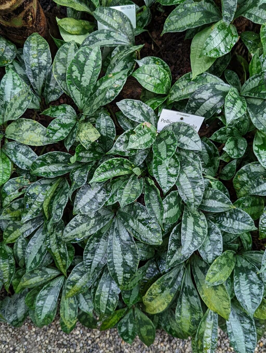 Pellionia latifolia leaf