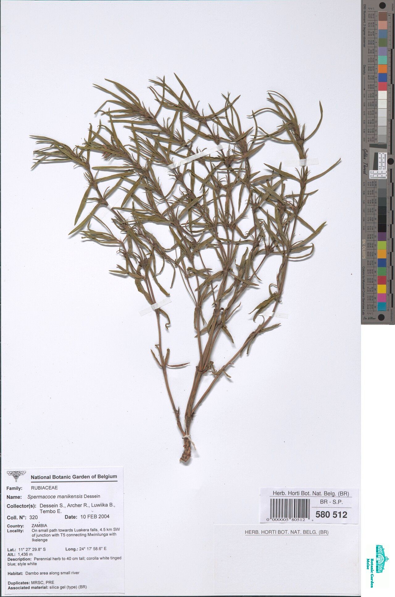 Spermacoce manikensis — houseplant care guide