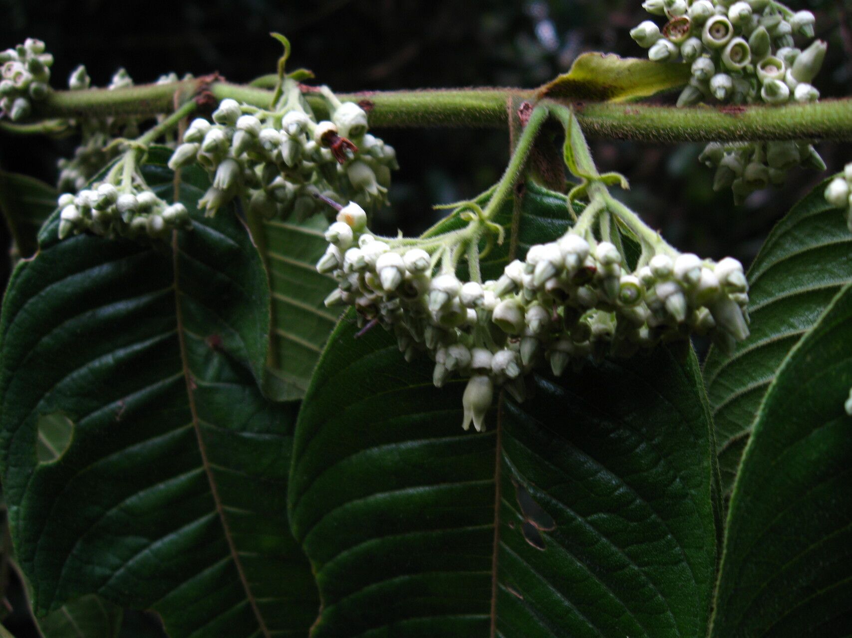 Pauridiantha callicarpoides — related species from the same genus