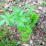 Angelica archangelica