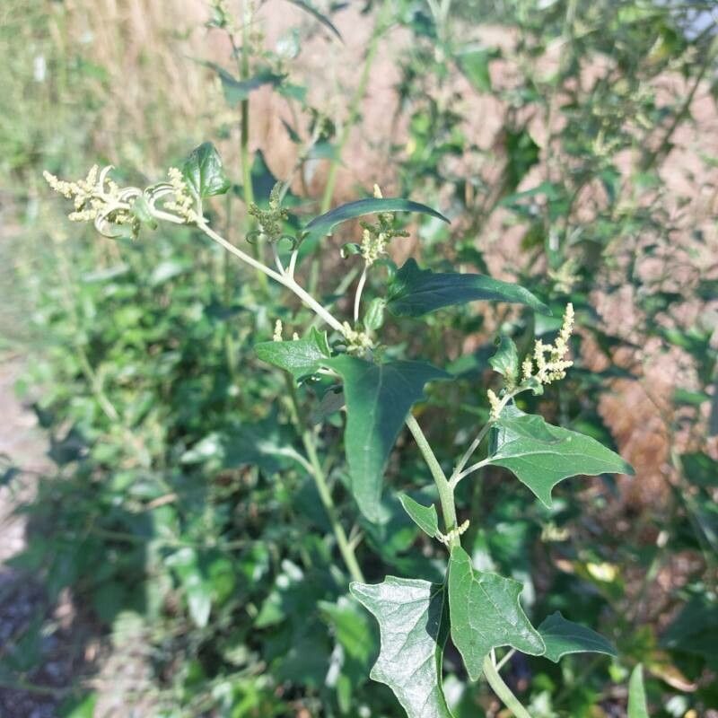 Atriplex sagittata flower