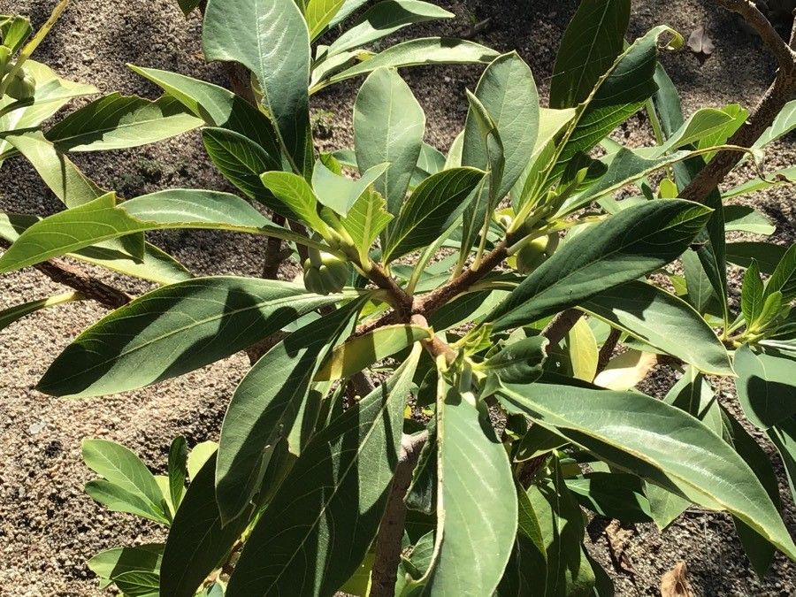 Edgeworthia tomentosa — related species from the same genus