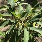 Edgeworthia tomentosa