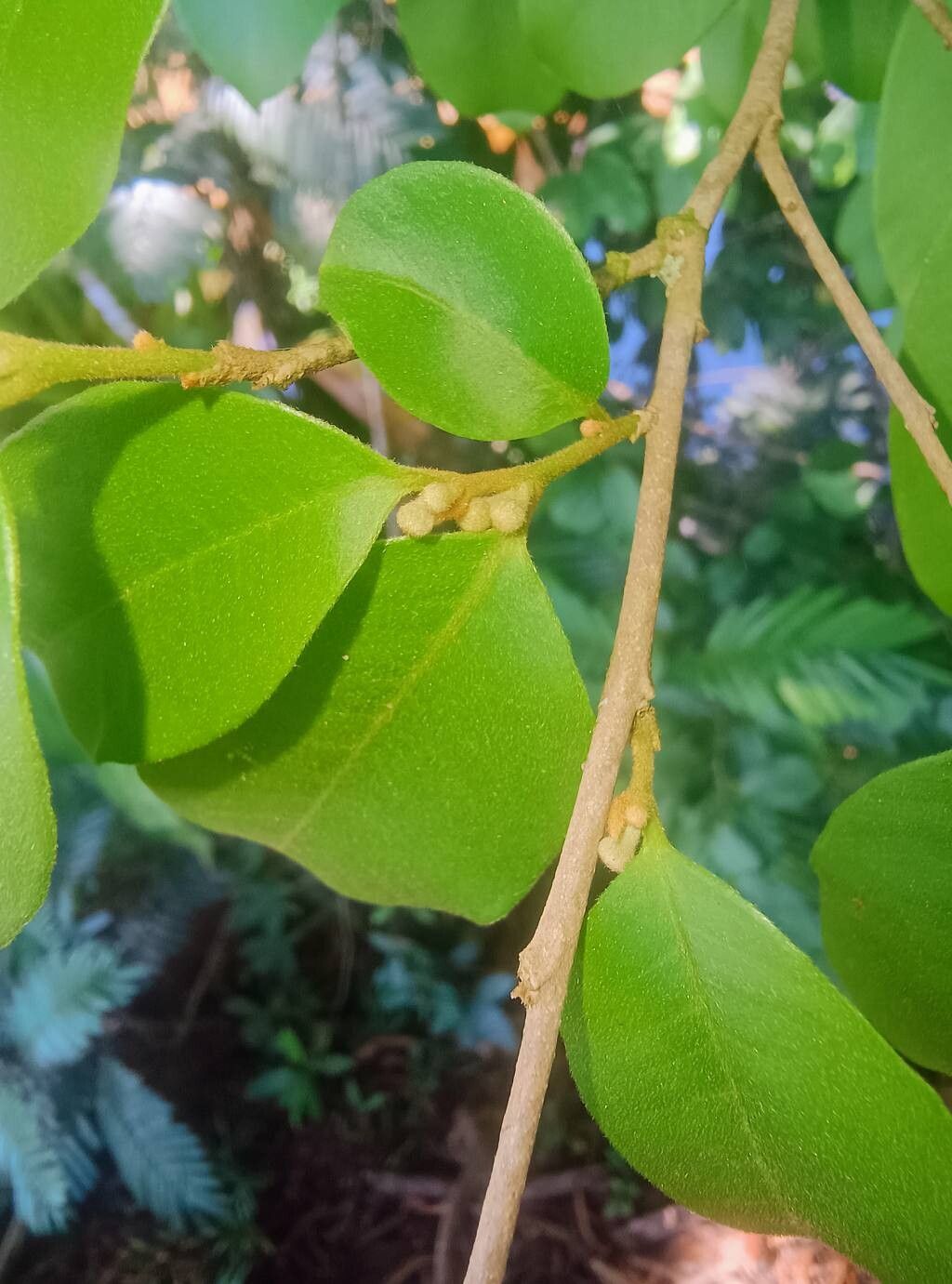 Chrysophyllum hirsutum leaf