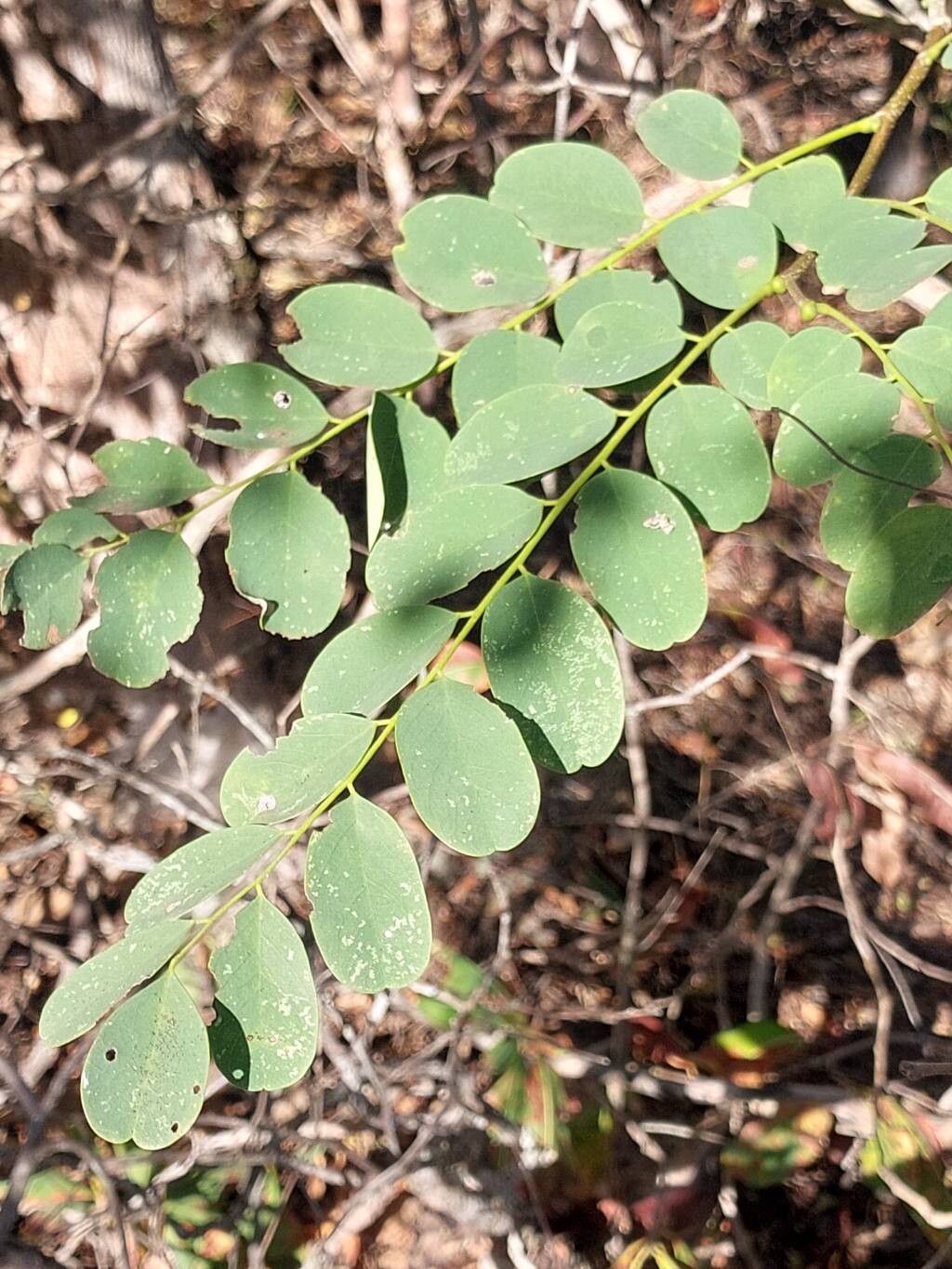 Dalbergia bracteolata — houseplant care guide