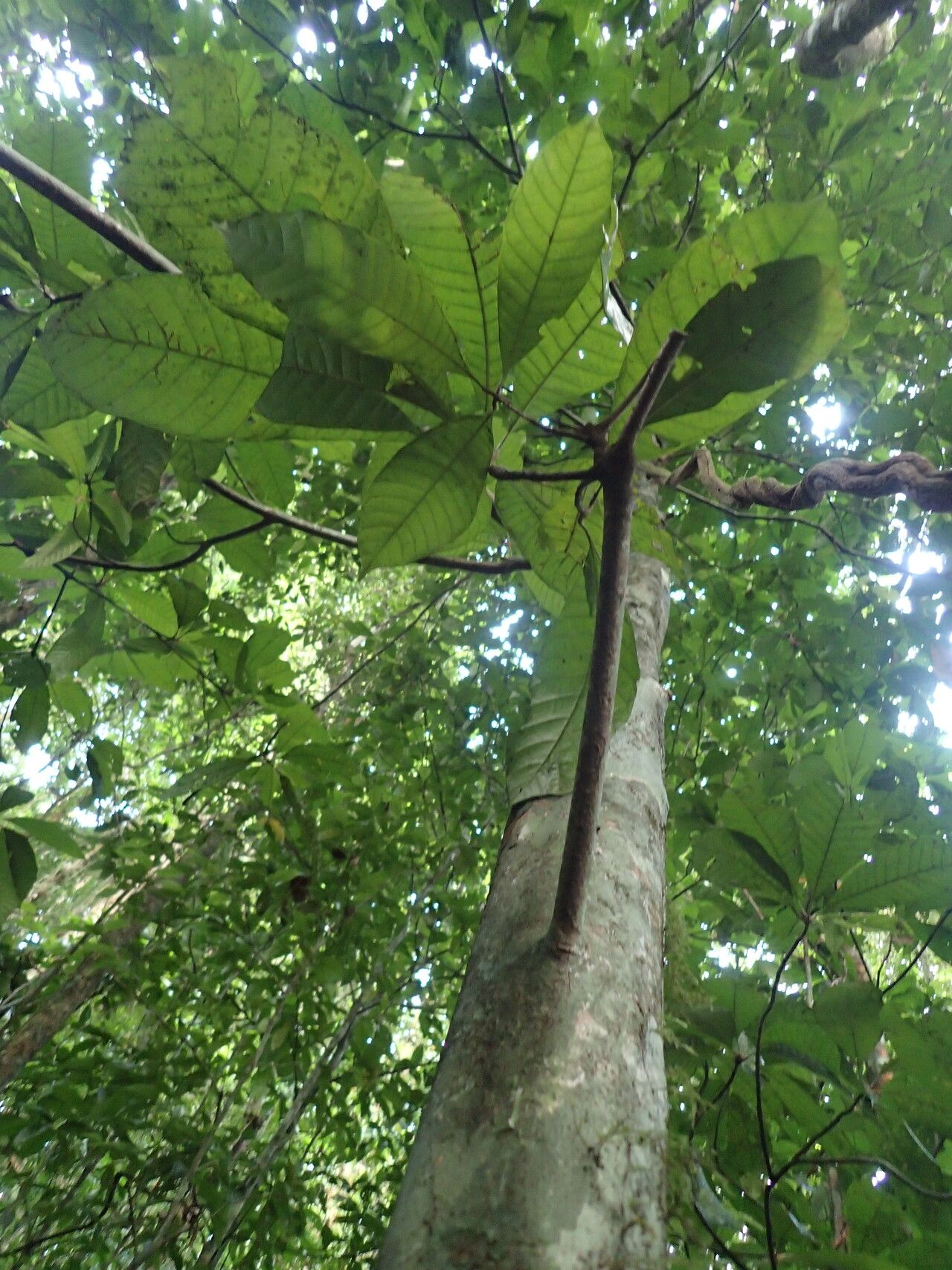 Synsepalum revolutum leaf