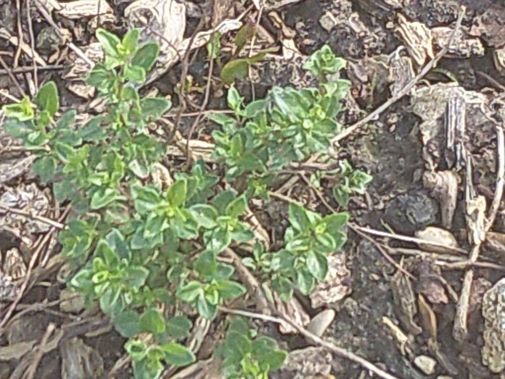 Clinopodium thymifolium — search result for 'Clinopodium'