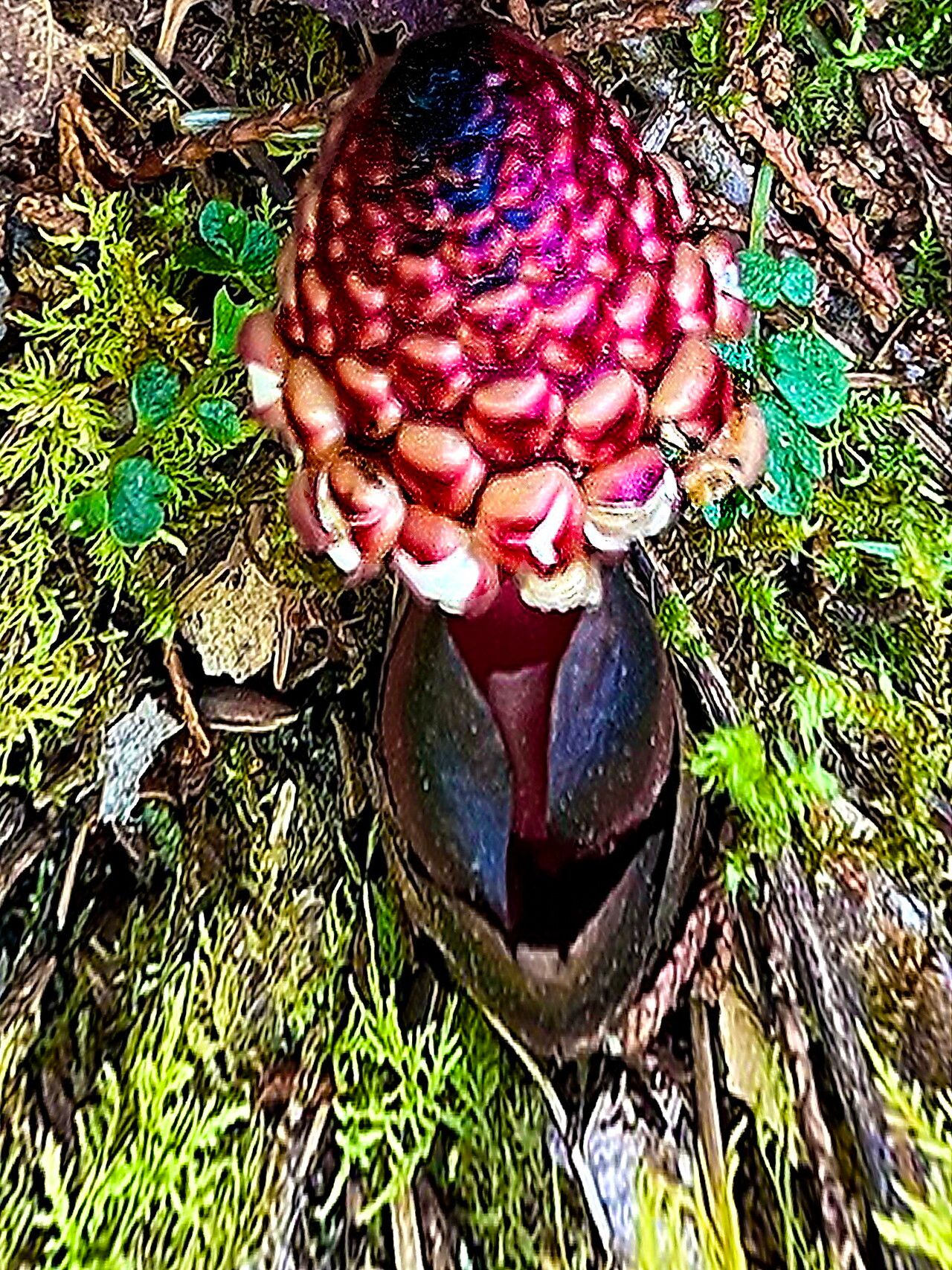 Balanophora harlandii — related species from the same genus