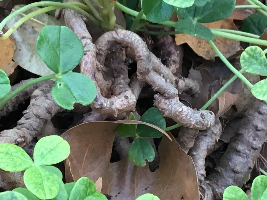 Oxalis megalorrhiza bark