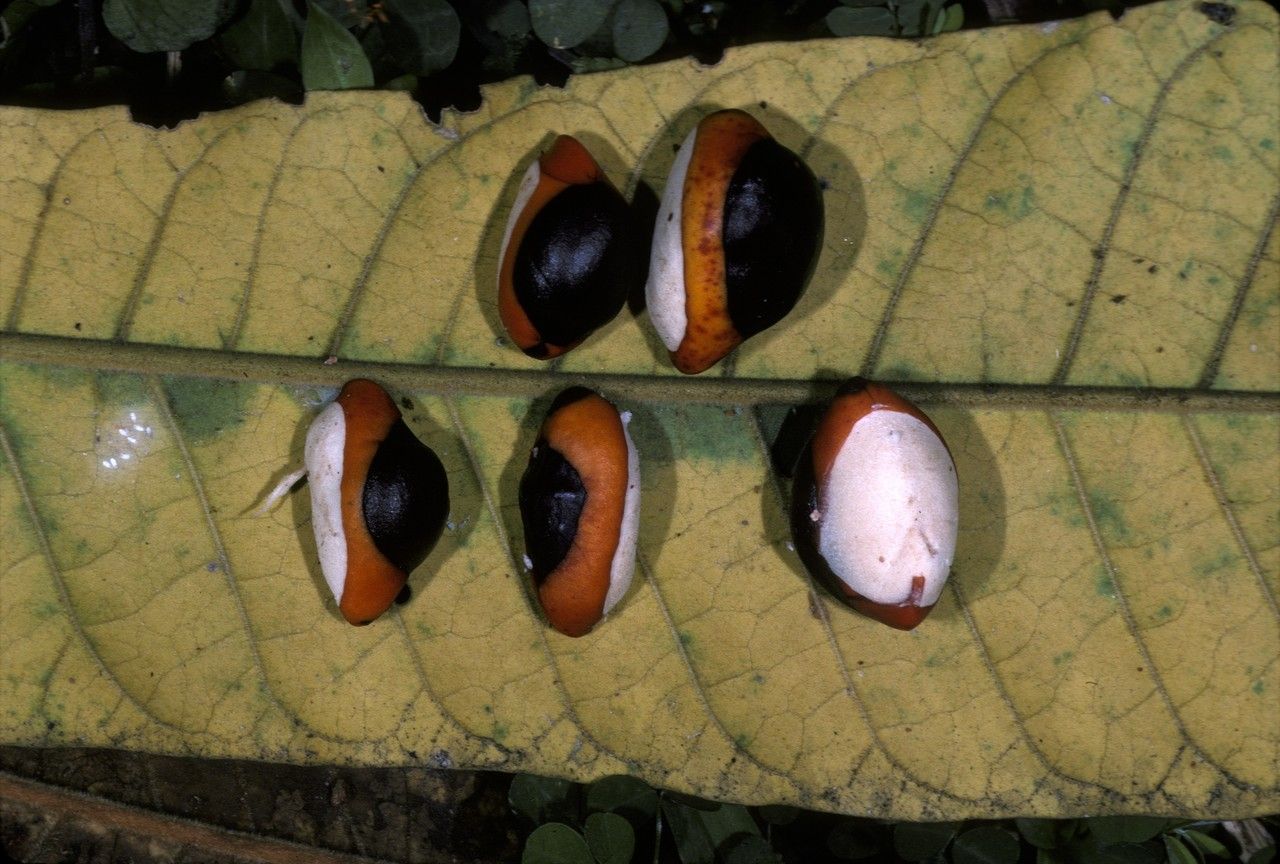Dysoxylum alliaceum fruit