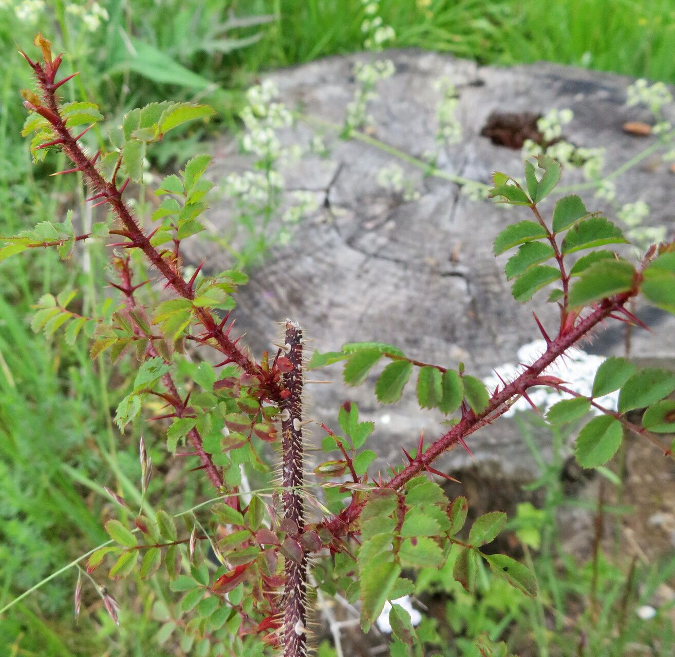 Rosa persetosa habit