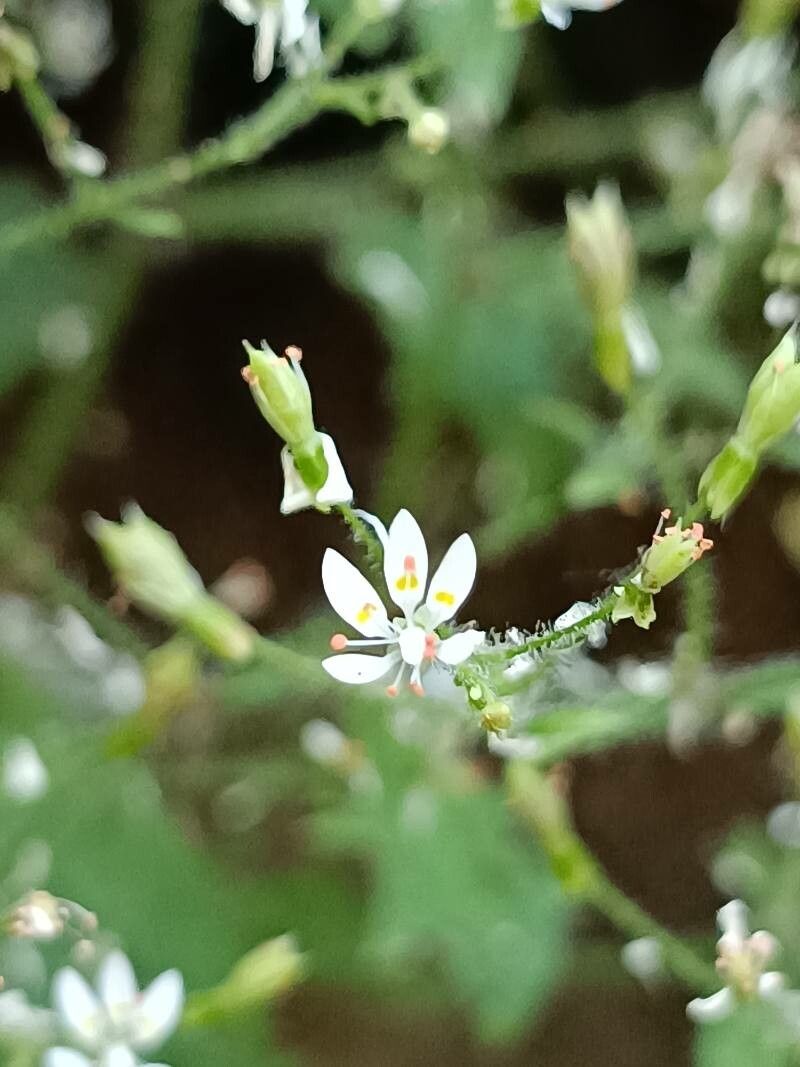 Saxifraga clusii flower