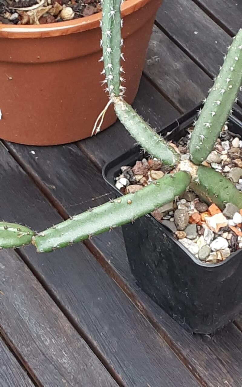 Selenicereus grandiflorus bark