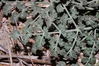 Echinophora tenuifolia leaf