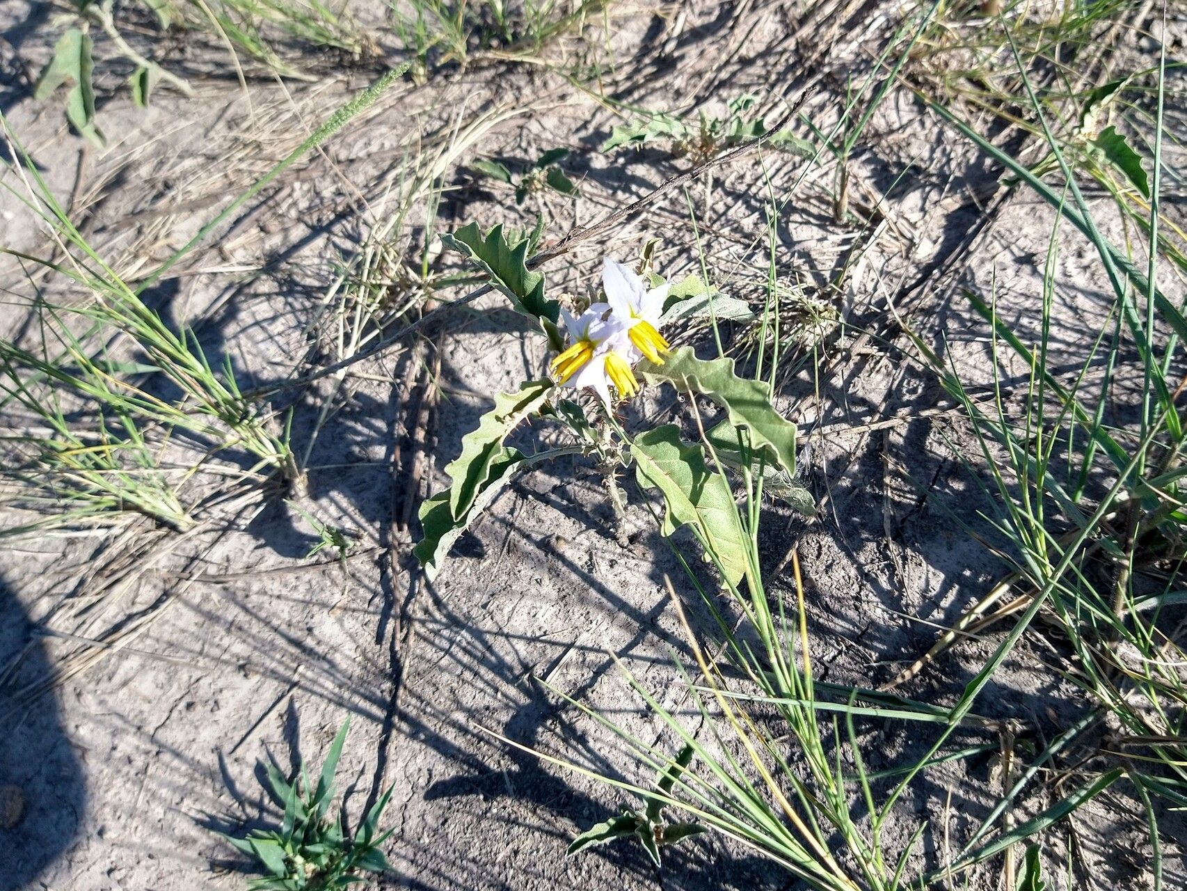 Solanum juvenale flower