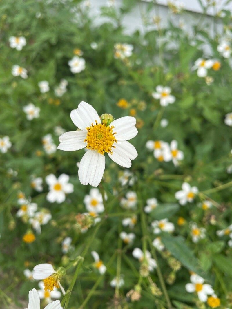 Bidens alba flower
