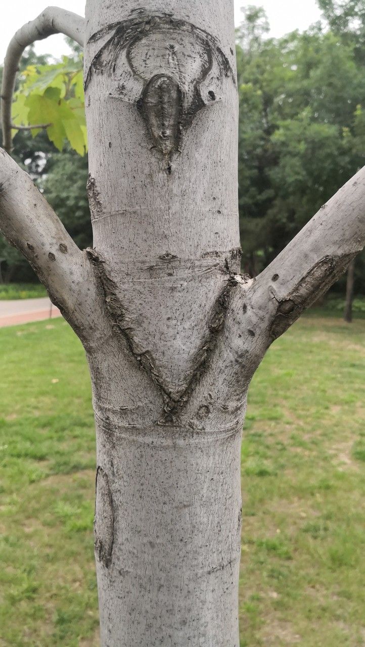 Acer × freemanii bark