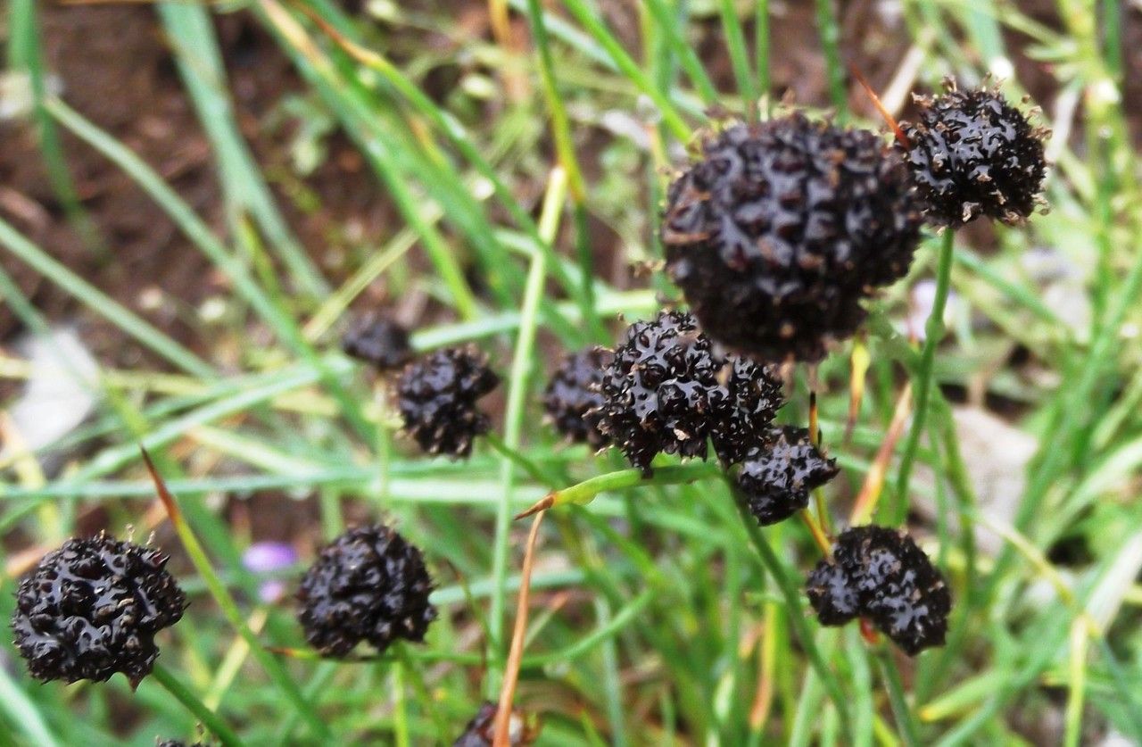 Juncus mertensianus fruit