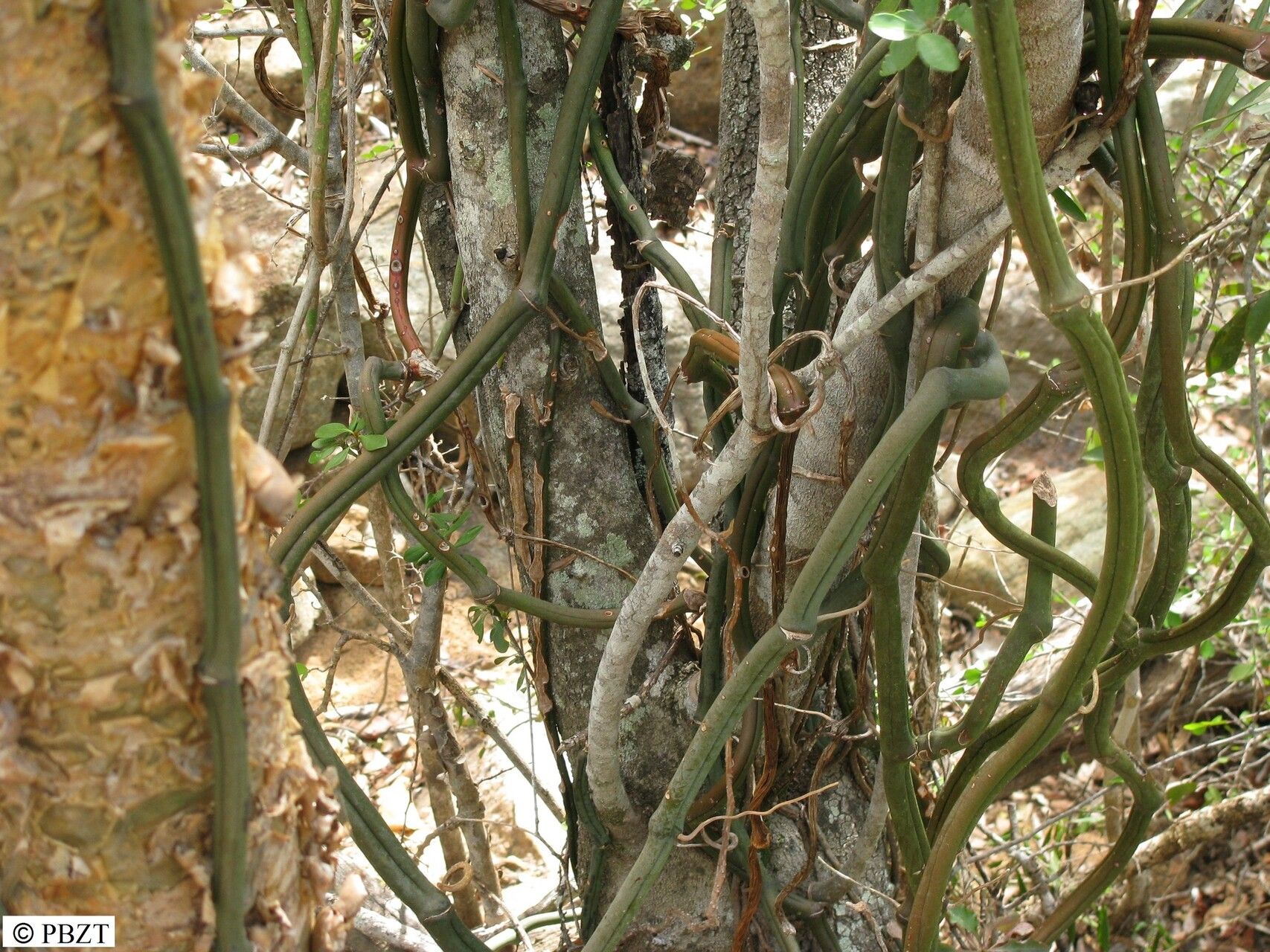 Vanilla decaryana — houseplant care guide