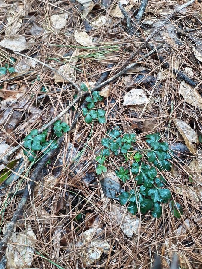 Coptis trifolia habit