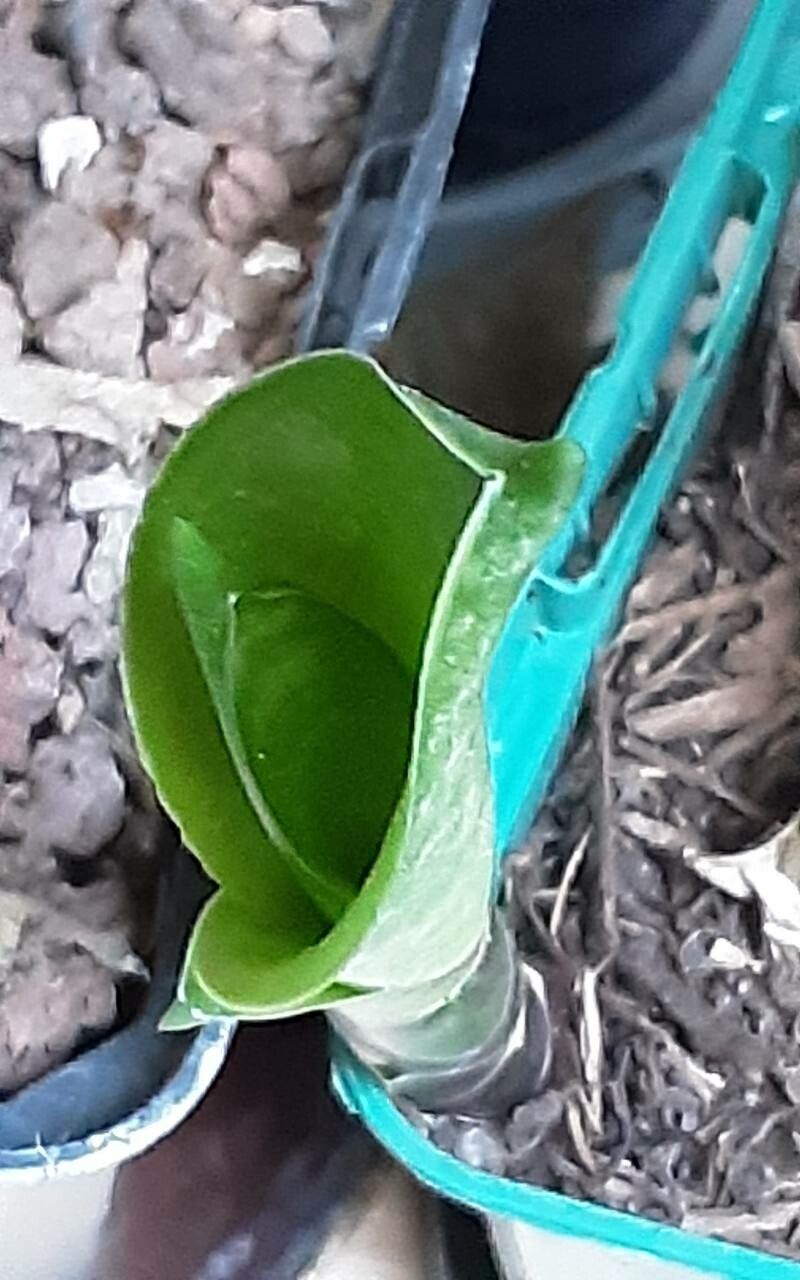 Dracaena dooneri — houseplant care guide