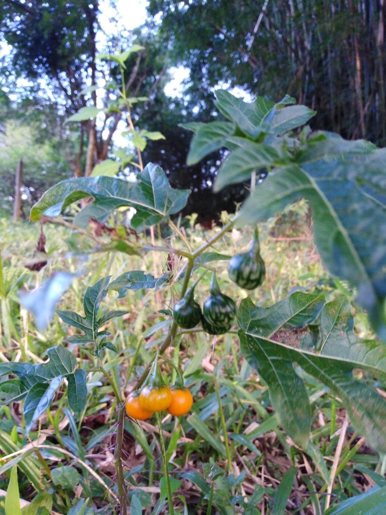 Solanum affine fruit