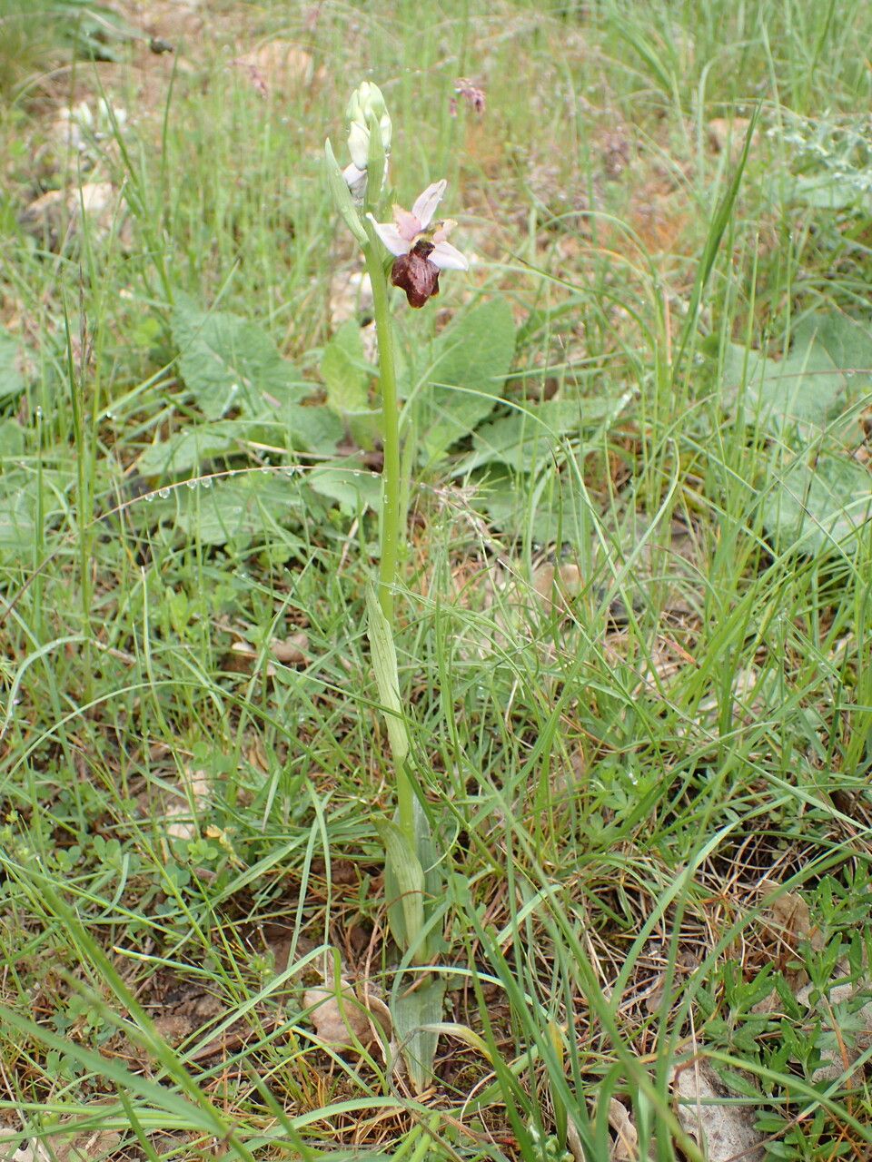 Ophrys aveyronensis habit