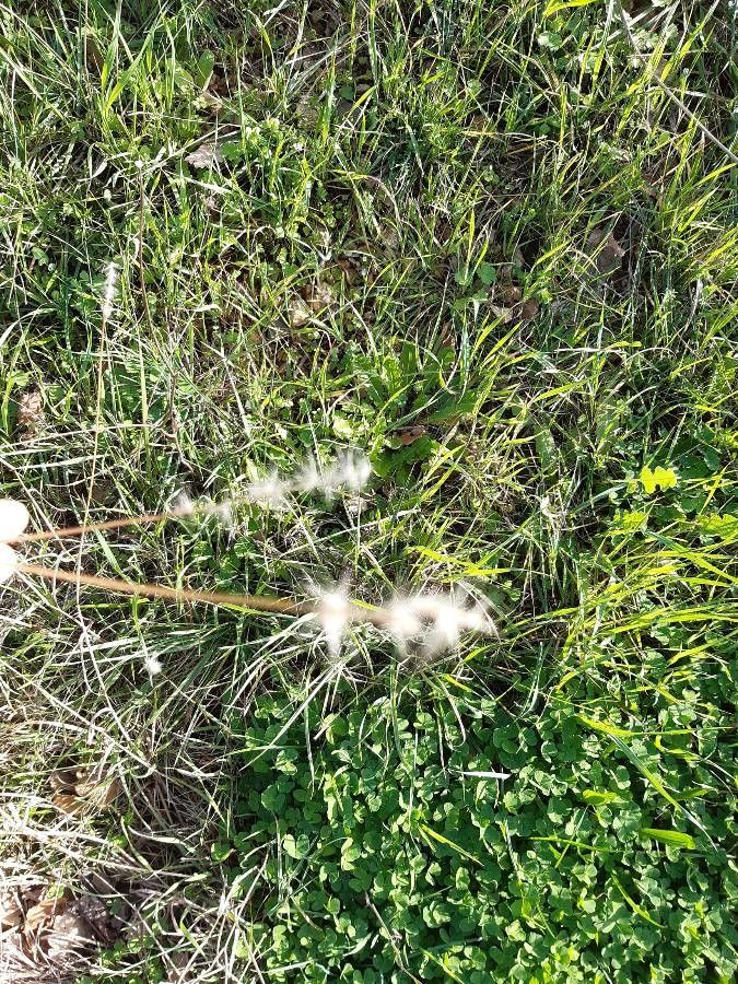 Bothriochloa saccharoides fruit