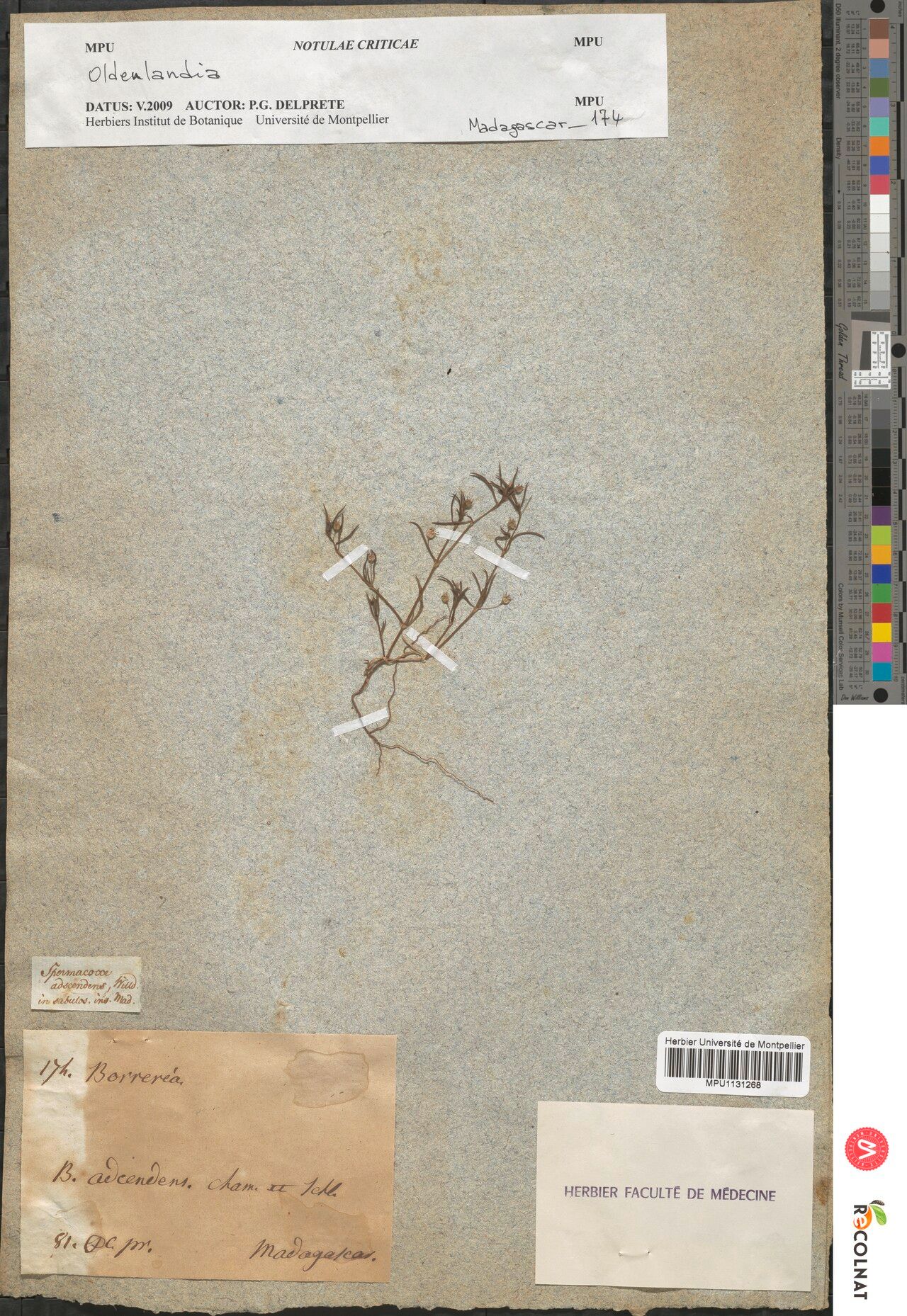 Spermacoce adscendens — related species from the same genus