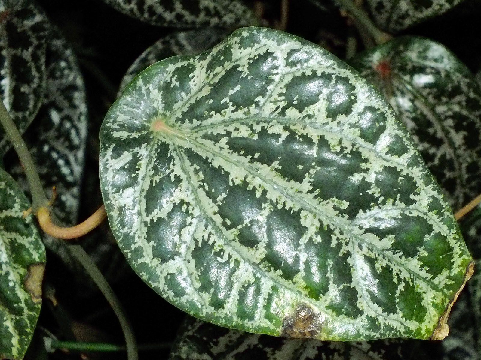 Piper ornatum — search result for 'Piperaceae'