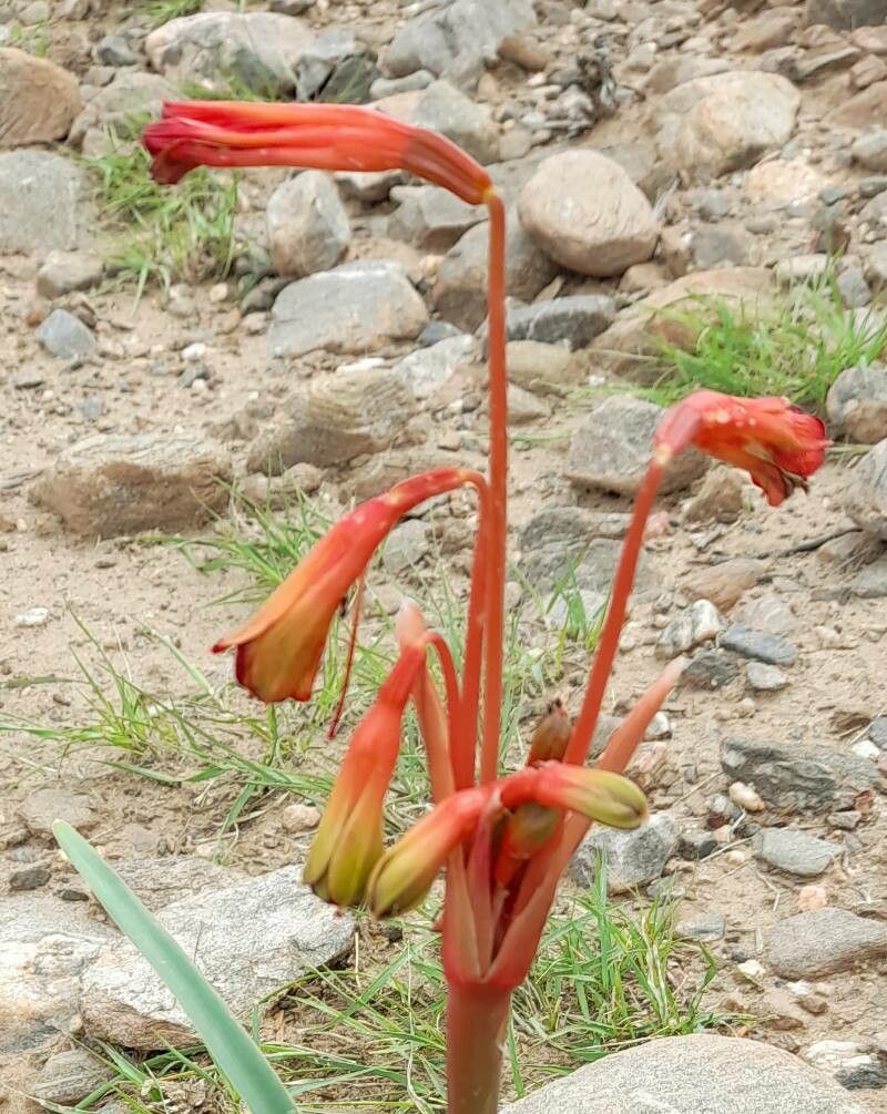 Hieronymiella argentina flower