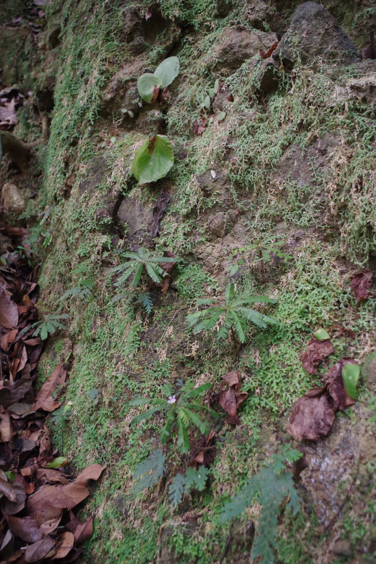 Biophytum talbotii habit