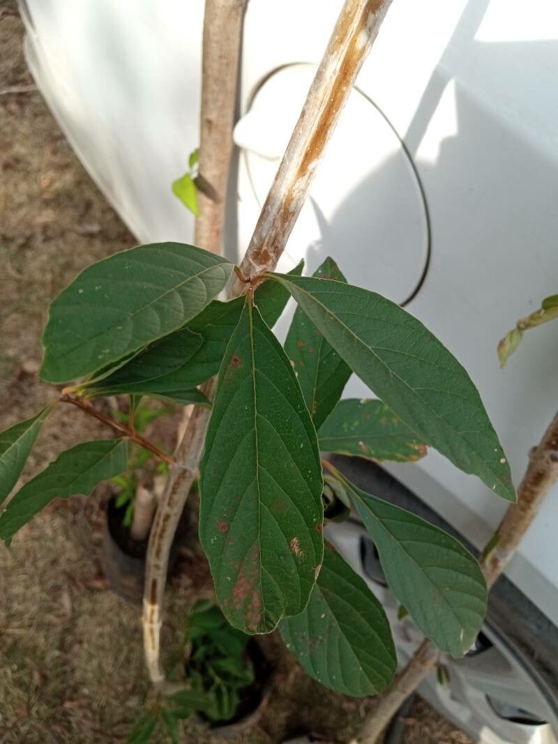 Citharexylum myrianthum leaf