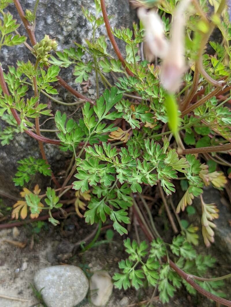 Corydalis flexuosa leaf